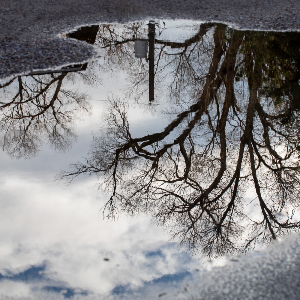 tree and powerline reflecting in a puddle on the road