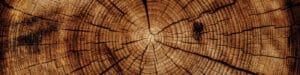 A photo shows the rings of a tree.