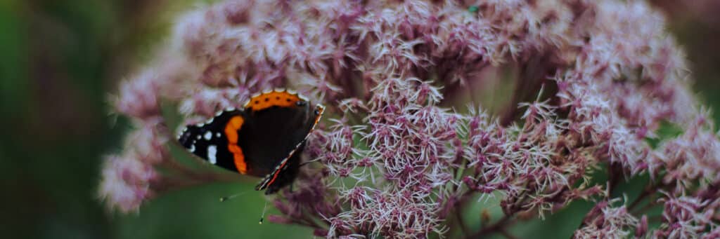 A photo of a black and orange butterfly delicately alighting on a lavender flower.