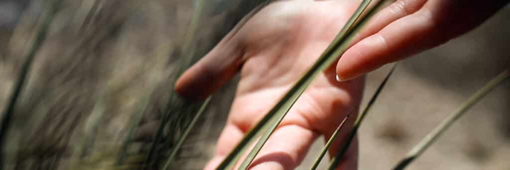 A photo of two hands gently touching reeds.