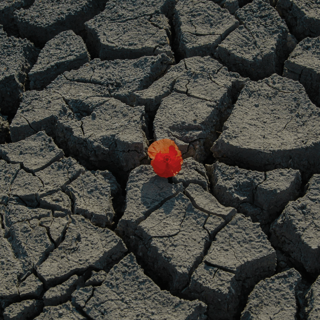 A lone red flower blooms on cracked, parched earth, symbolizing resilience and hope in a drought-stricken landscape.